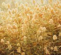 Reed of Baiyangdian Lake, Oil Painting, Chinese Painter Bai Jin