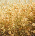 Reed of Baiyangdian Lake, Oil Painting, Chinese Painter Bai Jin